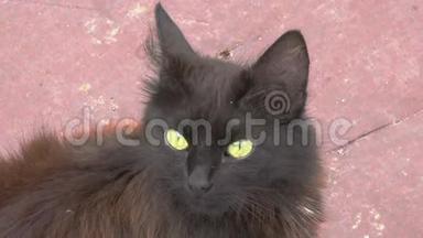 黑猫的眼睛